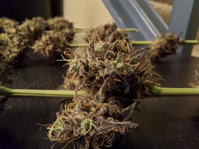 The Garden 2020 - GGxWW Solo Cup Grow. Week 14