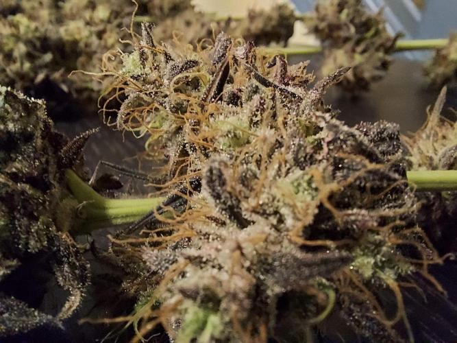 The Garden 2020 - GGxWW Solo Cup Grow. Week 14