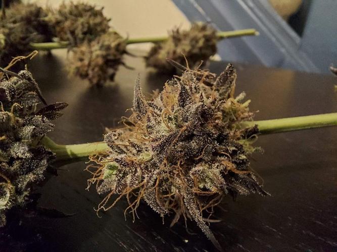 The Garden 2020 - GGxWW Solo Cup Grow. Week 14