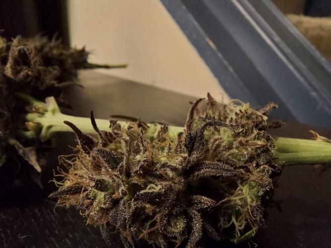 The Garden 2020 - GGxWW Solo Cup Grow. Week 14