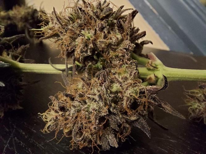 The Garden 2020 - GGxWW Solo Cup Grow. Week 14