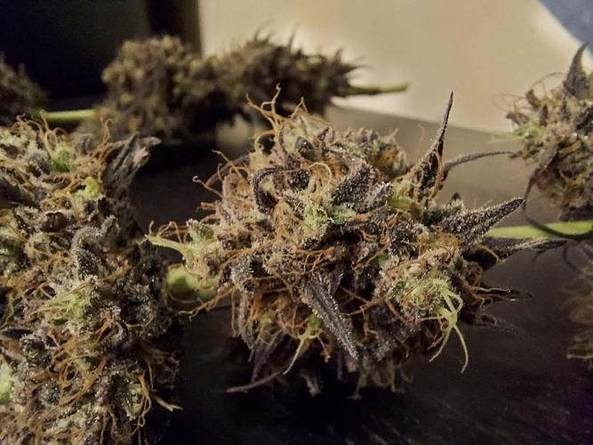 The Garden 2020 - GGxWW Solo Cup Grow. Week 14