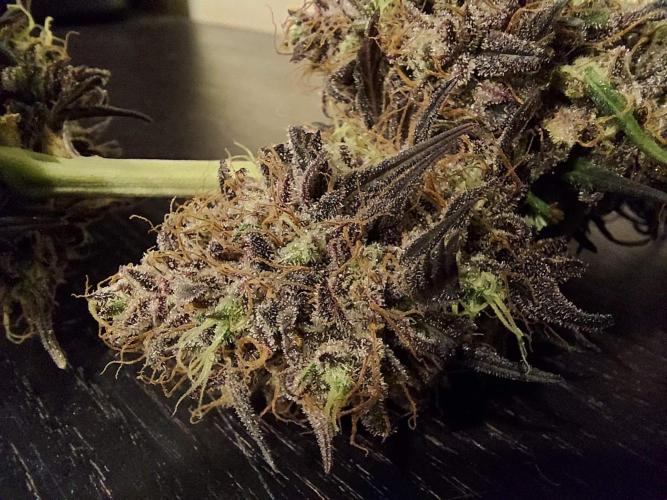 The Garden 2020 - GGxWW Solo Cup Grow. Week 14