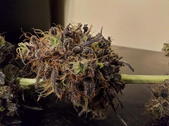 The Garden 2020 - GGxWW Solo Cup Grow. Week 14