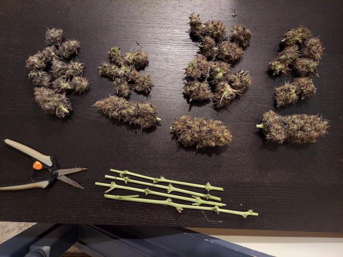 The Garden 2020 - GGxWW Solo Cup Grow. Week 14