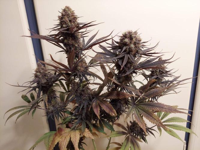 The Garden 2020 - GGxWW Solo Cup Grow. Week 14