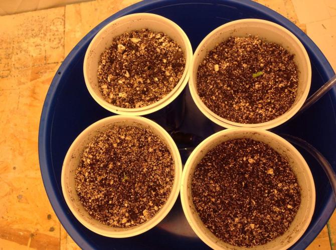 The Garden 2020 - Green Poison Fast F1. Week 0