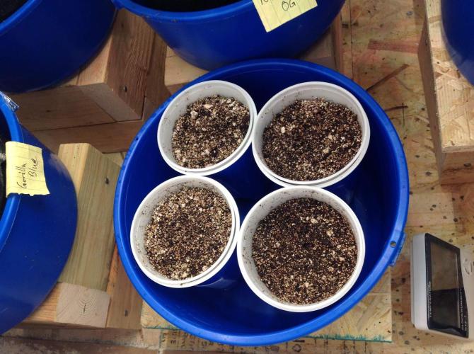 The Garden 2020 - Green Poison Fast F1. Week 0