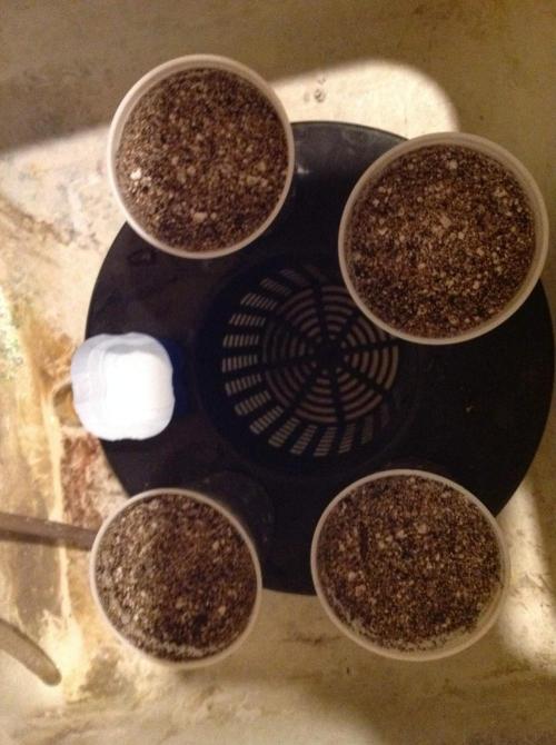 The Garden 2020 - Green Poison Fast F1. Week 0