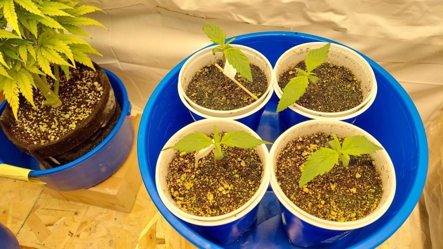 The Garden 2020 - Green Poison Fast F1. Week 1