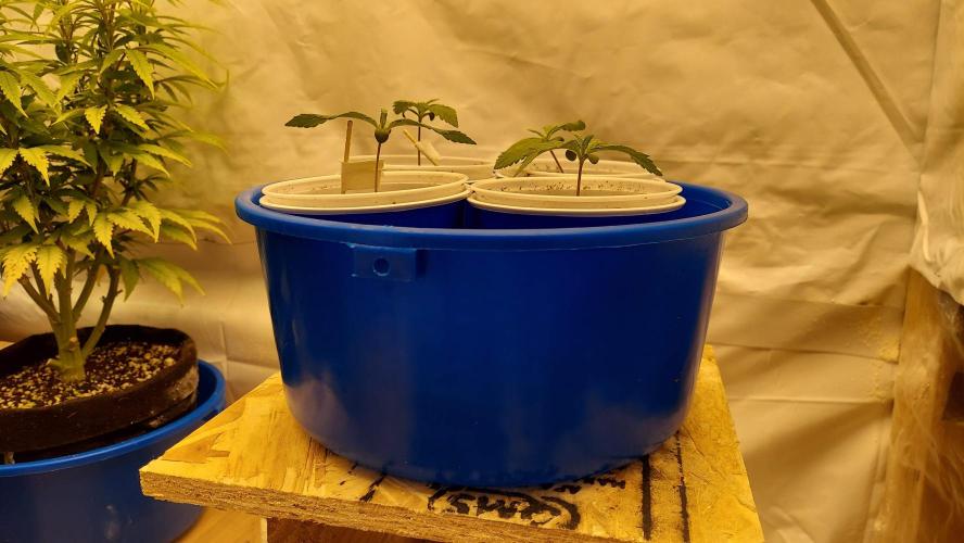 The Garden 2020 - Green Poison Fast F1. Week 1