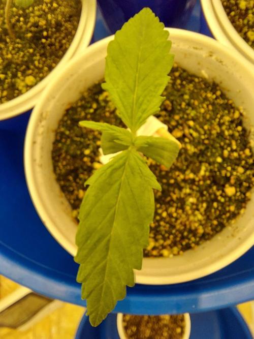 The Garden 2020 - Green Poison Fast F1. Week 1