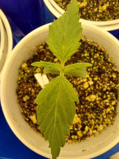 The Garden 2020 - Green Poison Fast F1. Week 1