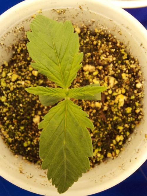 The Garden 2020 - Green Poison Fast F1. Week 1