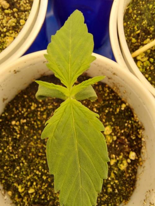 The Garden 2020 - Green Poison Fast F1. Week 1
