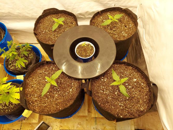 The Garden 2020 - Green Poison Fast F1. Week 1