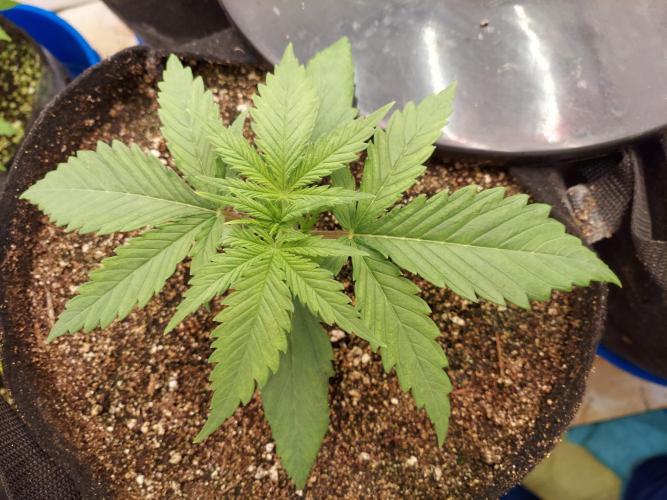 The Garden 2020 - Green Poison Fast F1. Week 2