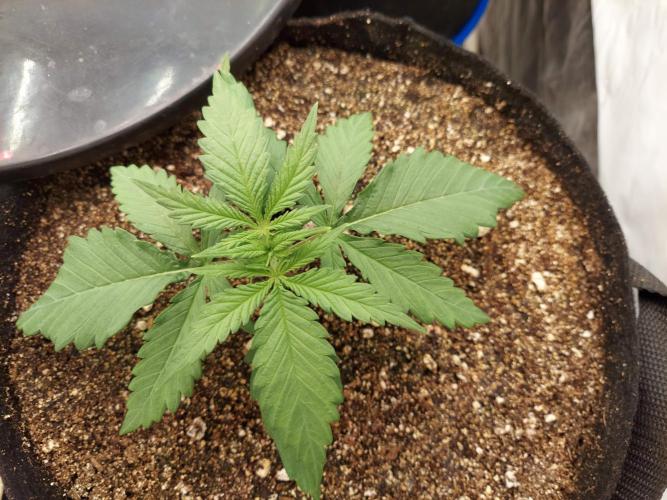 The Garden 2020 - Green Poison Fast F1. Week 2
