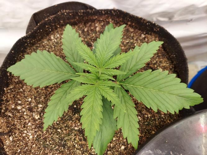 The Garden 2020 - Green Poison Fast F1. Week 2