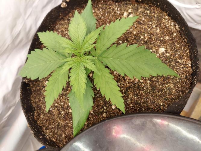 The Garden 2020 - Green Poison Fast F1. Week 2