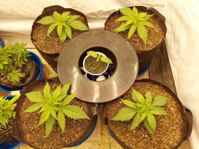 The Garden 2020 - Green Poison Fast F1. Week 2