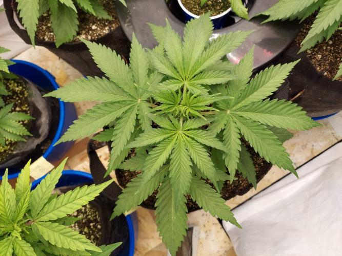 The Garden 2020 - Green Poison Fast F1. Week 3