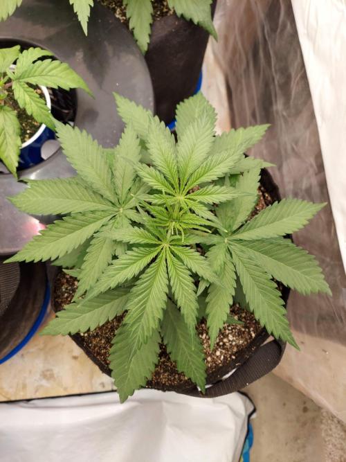 The Garden 2020 - Green Poison Fast F1. Week 3