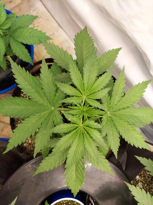 The Garden 2020 - Green Poison Fast F1. Week 3