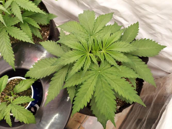 The Garden 2020 - Green Poison Fast F1. Week 3