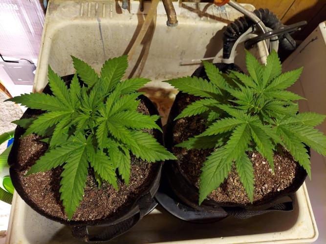 The Garden 2020 - Green Poison Fast F1. Week 3