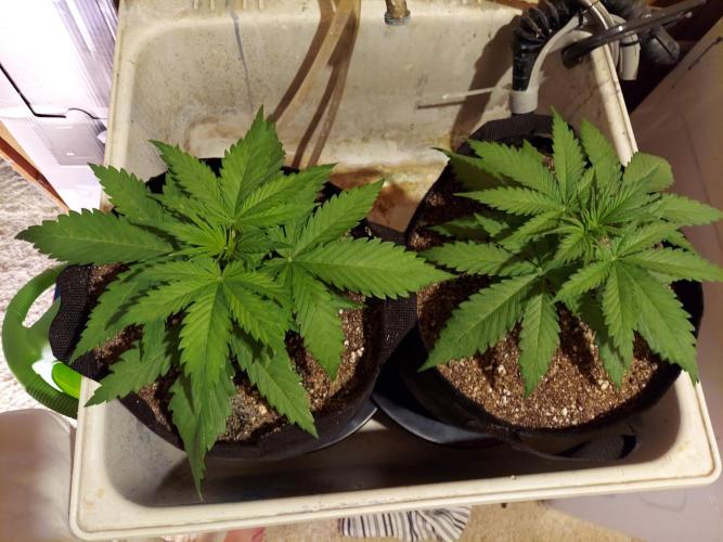 The Garden 2020 - Green Poison Fast F1. Week 3