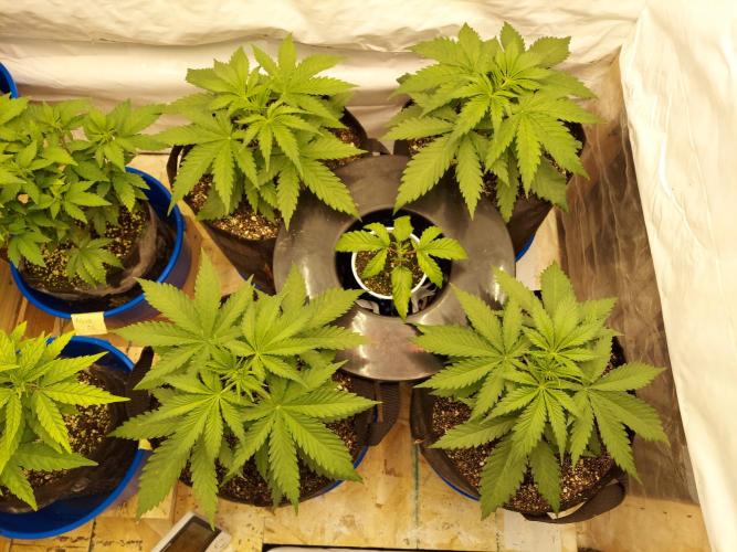 The Garden 2020 - Green Poison Fast F1. Week 3