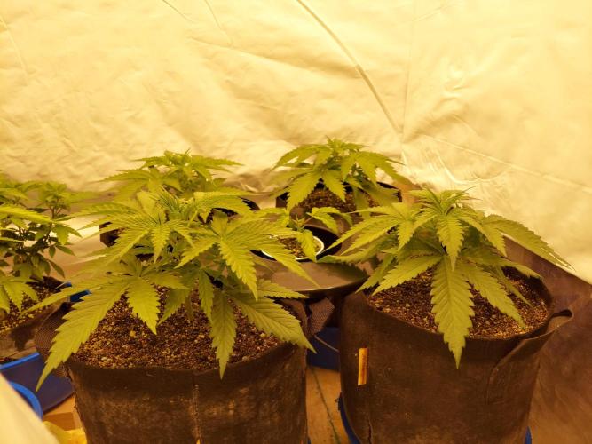 The Garden 2020 - Green Poison Fast F1. Week 3