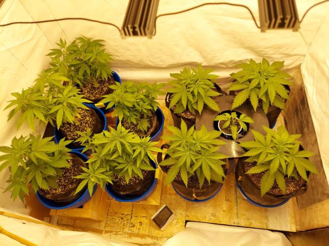 The Garden 2020 - Green Poison Fast F1. Week 3