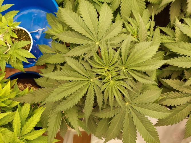 The Garden 2020 - Green Poison Fast F1. Week 4
