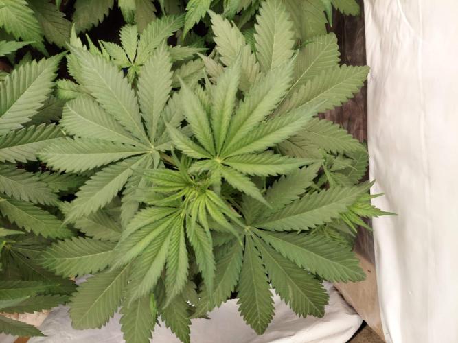 The Garden 2020 - Green Poison Fast F1. Week 4