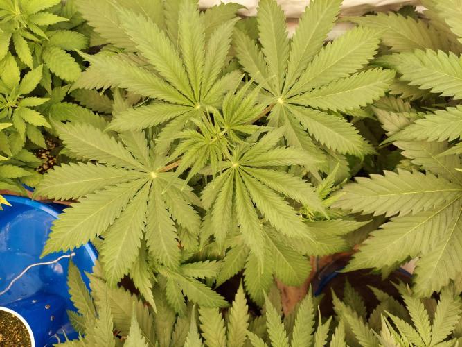 The Garden 2020 - Green Poison Fast F1. Week 4