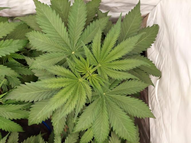 The Garden 2020 - Green Poison Fast F1. Week 4