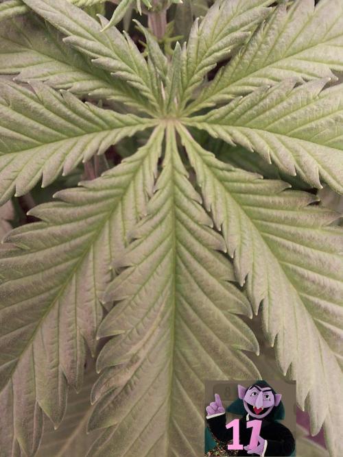 The Garden 2020 - Green Poison Fast F1. Week 4