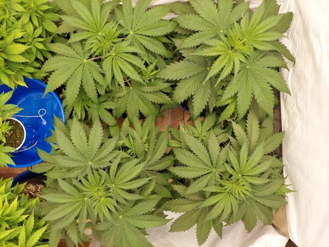 The Garden 2020 - Green Poison Fast F1. Week 4