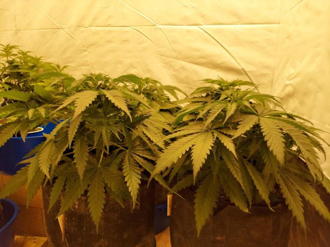 The Garden 2020 - Green Poison Fast F1. Week 4