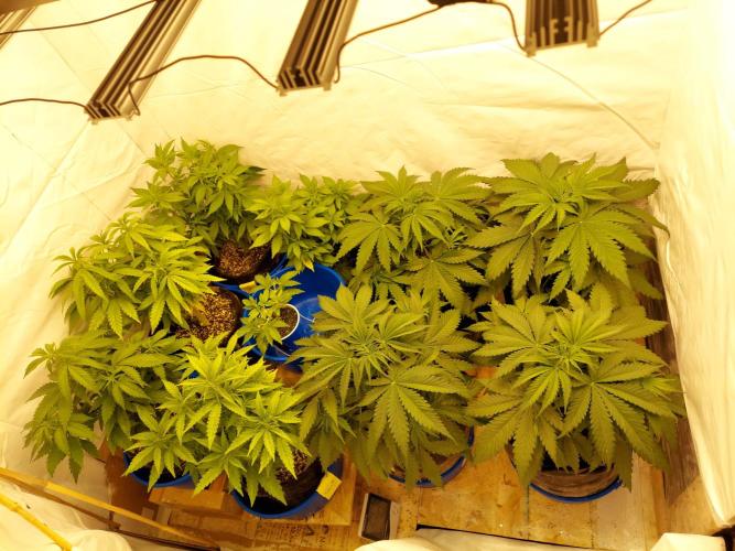 The Garden 2020 - Green Poison Fast F1. Week 4