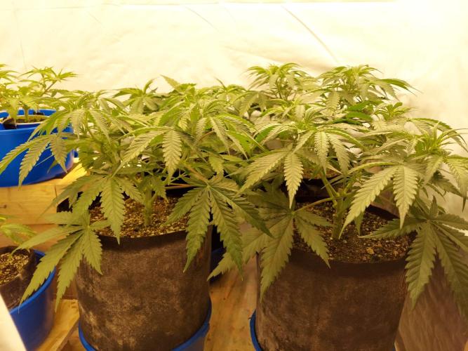 The Garden 2020 - Green Poison Fast F1. Week 5