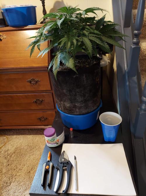 The Garden 2020 - Green Poison Fast F1. Week 5