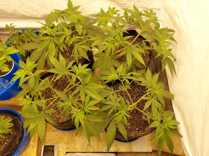 The Garden 2020 - Green Poison Fast F1. Week 5