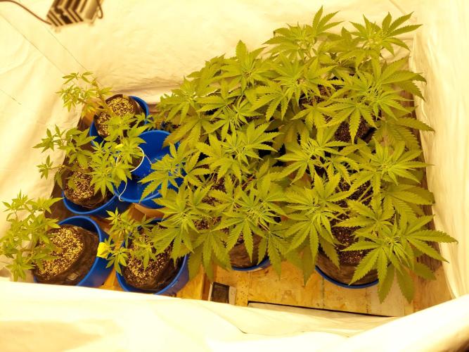 The Garden 2020 - Green Poison Fast F1. Week 5