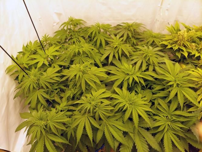 The Garden 2020 - Green Poison Fast F1. Week 6