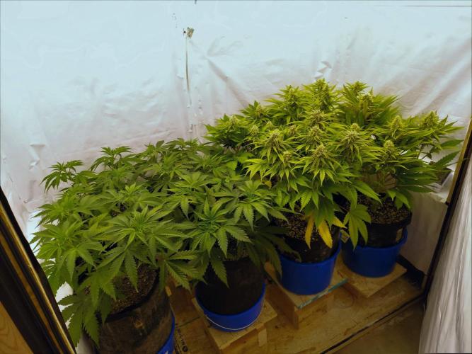 The Garden 2020 - Green Poison Fast F1. Week 6