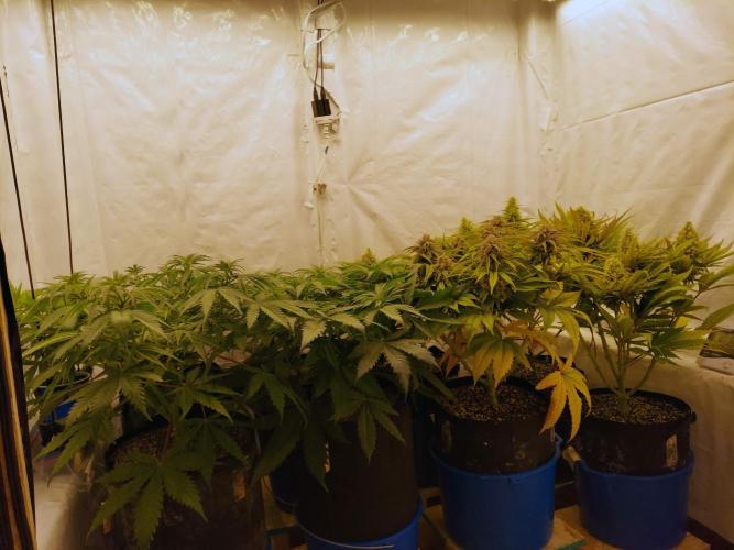 The Garden 2020 - Green Poison Fast F1. Week 6