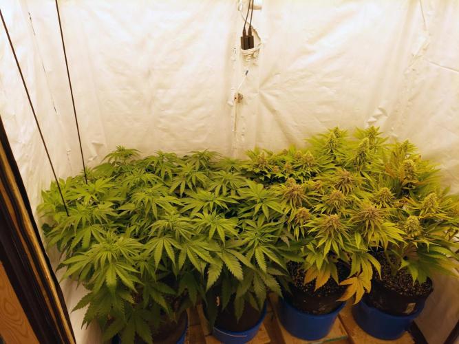 The Garden 2020 - Green Poison Fast F1. Week 6